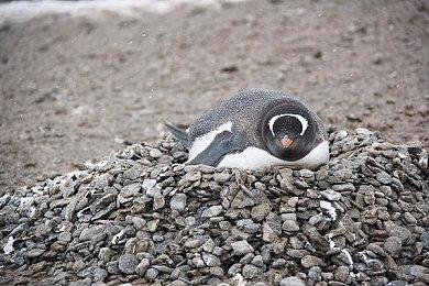 大镖客再现 《红色死亡左轮》虚幻引擎5概念预告